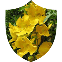 Prosta Defend-Ingredient-1