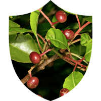 Prosta Defend-Ingredient-3