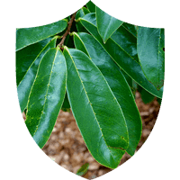 Prosta Defend-Ingredient-5